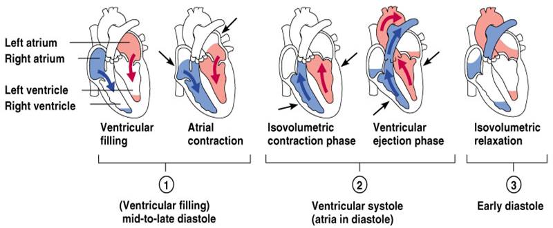 The Cardiovascular System