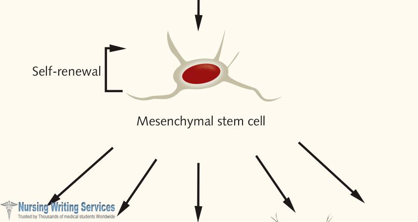 What are the different types of stem cells?